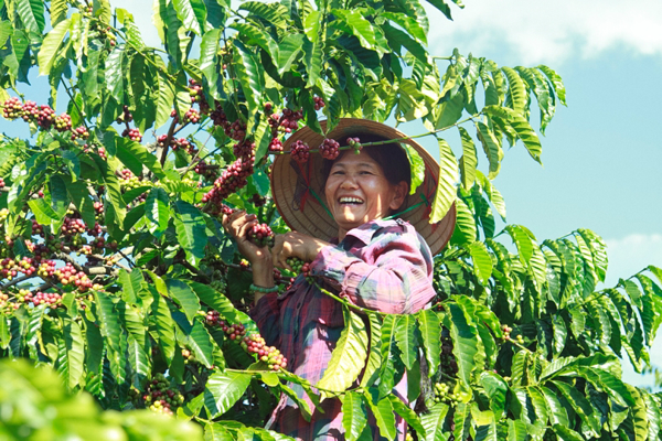 Chương trình chi tiết Lễ hội Cà phê Buôn Ma Thuột lần thứ 8 năm 2023 